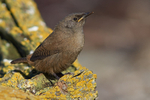 Cobb's Wren