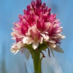  Alpine vanilla orchid ( G. rhellicani  - formerly known as Nigritella ssp. rhellicani) colour form.
