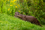 european otter lutra lutra-8151
