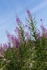 20110730-IMG_6157