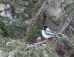 Black Capped Chickadee 148-2445