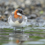 Red-necked Phalarope wading, Iceland