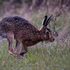 Brown Hare