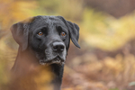 Best of Gun Dogs portfolio