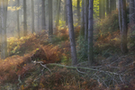 Beneath The Wood