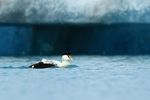 Eider (male) & iceberg, Jokulsarlon, Iceland