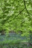 Beneath the Beech