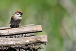 Tree Sparrow, front view, Bali