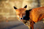 Urban Fox, Bristol _ UR085