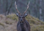 Sika Deer
