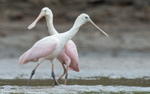 Roseate Spoonbill