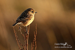 Stonechat 260114 12a