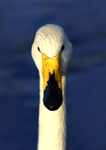 Whooper swan 2