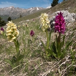 Elderflower Orchid (Dactylorhiza sambucina)