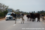 ANG004: Cows in road