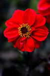 Red Dahlia - DSC_7601
