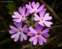 Bird's-eye Primrose