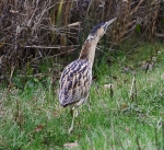 Bittern