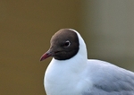 Black-headed Gull