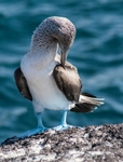 Blue-footed Booby