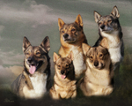 PP50 Vallhund Group (version 2)
