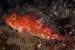 Taurulus bubalis