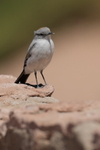 Rufous-naped Ground-Tyrant portfolio