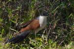 Burchell's Coucal on the ground