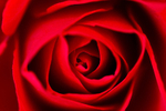 Flower - 6566