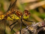 Common Darter