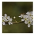 Hawthorn