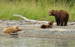 Mother and cubs at Margot creek