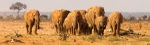 Herd community