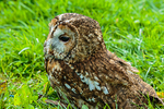 tawny owl Strix aluco-7315