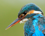 Kingfisher (female) close-up, back view, Scotland