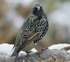 Starling