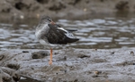 Redshank
