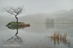 Solace In The Mist