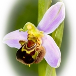 Bee Orchid (Ophrys apifera) showing opportunistic spider ready to trap insect visitors
