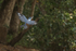 Ringed Kingfisher ascends into tree, Mato Grosso, Brazil