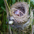Common Cuckoo (Cuculus canorus) ejecting Reed Warbler (Acrocepha