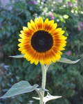 Sunflower 2