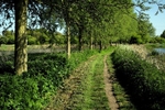 Cricket bat Willows ~ Elms Farm Park, Maldon