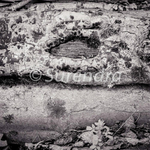Bark # 4D