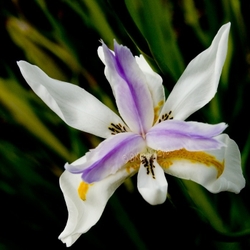 Floral 027