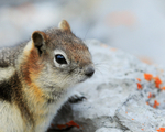 Golden-mantled Ground Squirrel, close view, on Sulphur Mountain, Banff