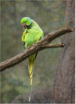 Wild Parakeet Preening