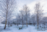 A Winter's Stroll
