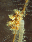 Doto pinnatifida