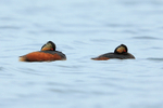 Black-necked Grebes (summer plumage) at Farmoor